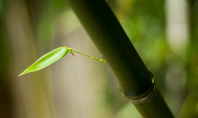 leafy bamboozle