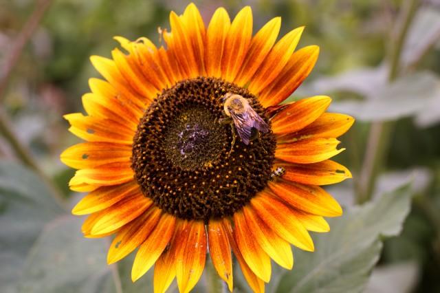 classic sunflower with bee