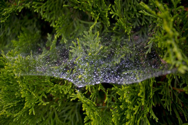 watery spider web