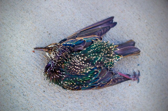 majestic dead bird