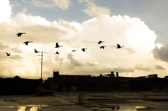flock of birds by a golden cloud