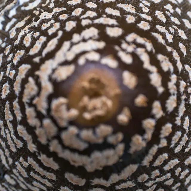 Pattern Project archive photograph.
