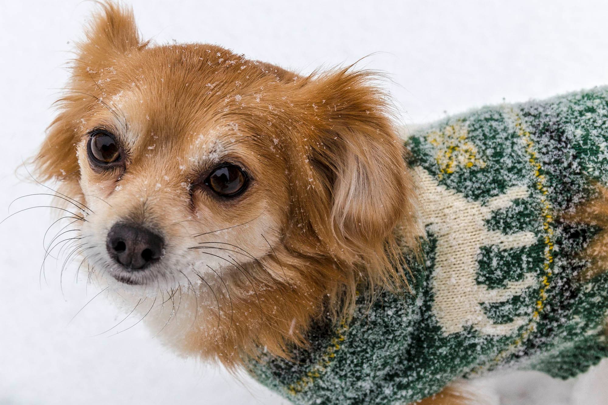 Rumple standing in snow during the RV years.
